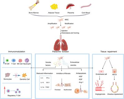 Therapeutic Applications of Mesenchymal Stem Cells in Idiopathic Pulmonary Fibrosis